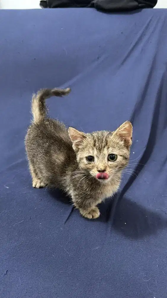 Munchkin Gaelic Jantan RH