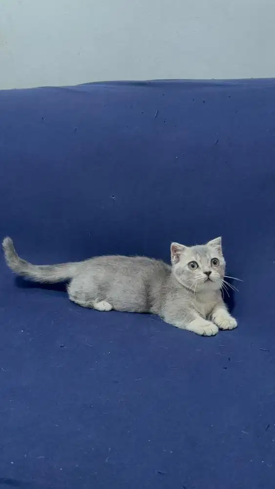 MUNCHKIN GAELIC JANTAN GOLDEN BLUE