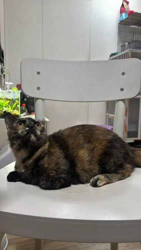 MUNCHKIN BETINA HAMIL 1 bulanan