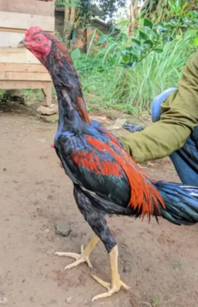 Bangkok usia 5 bulanan ayam sehat makan lahap