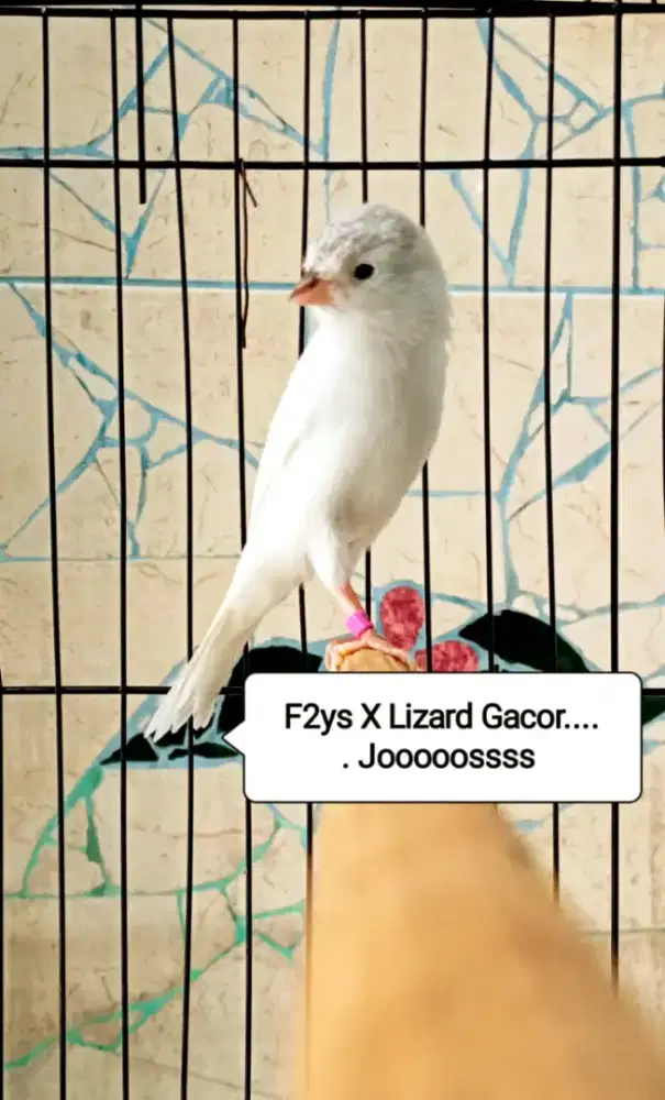 Kenari seriF jantan Gacor