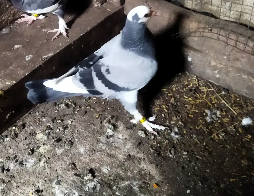 Piyik blantong jembros trah pasopati