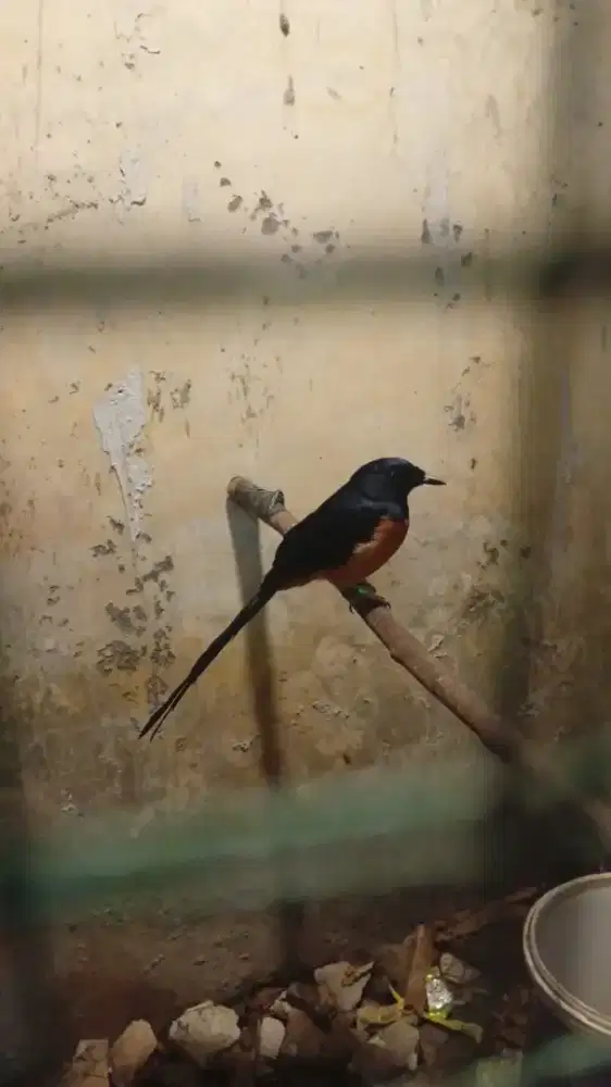 Murai batu bukan Hutan