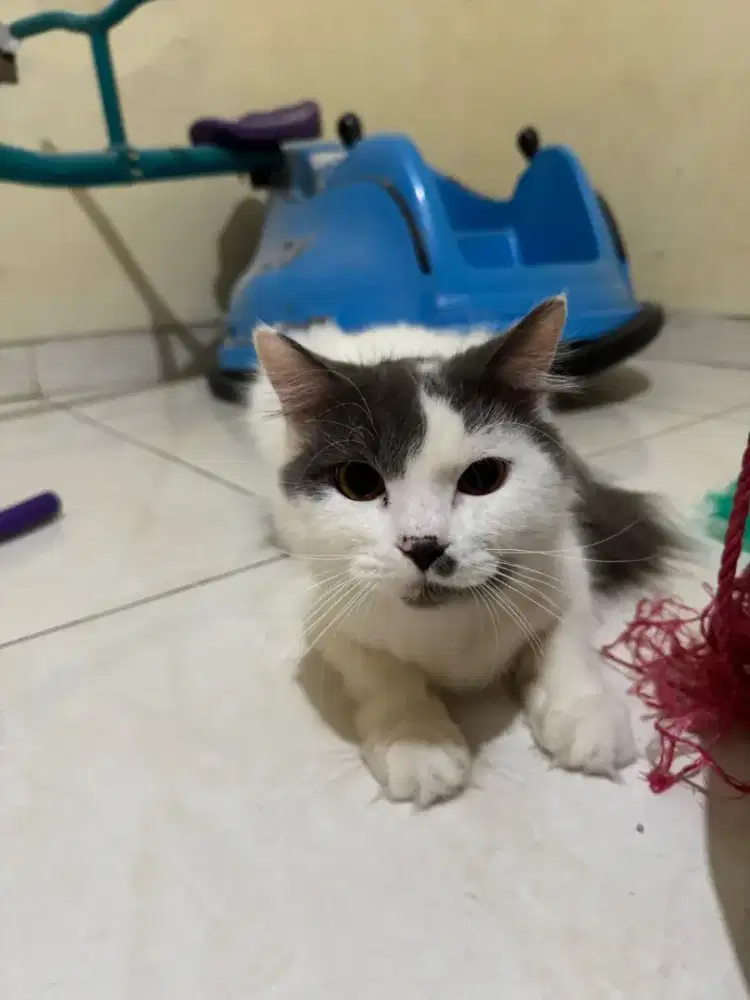 KUCING ANGGORA PERSIA JANTAN