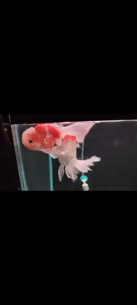 Aquarium + Mas koki oranda rosetail 1, koki mutiara 1,