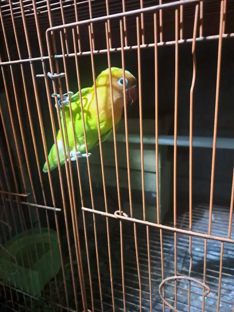 Love bird jantan pastel ijo
