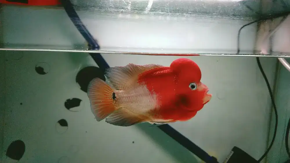 Ikan klasik dan red monkey