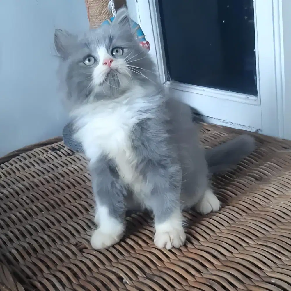 Anakan Kucing Persia Jantan 2