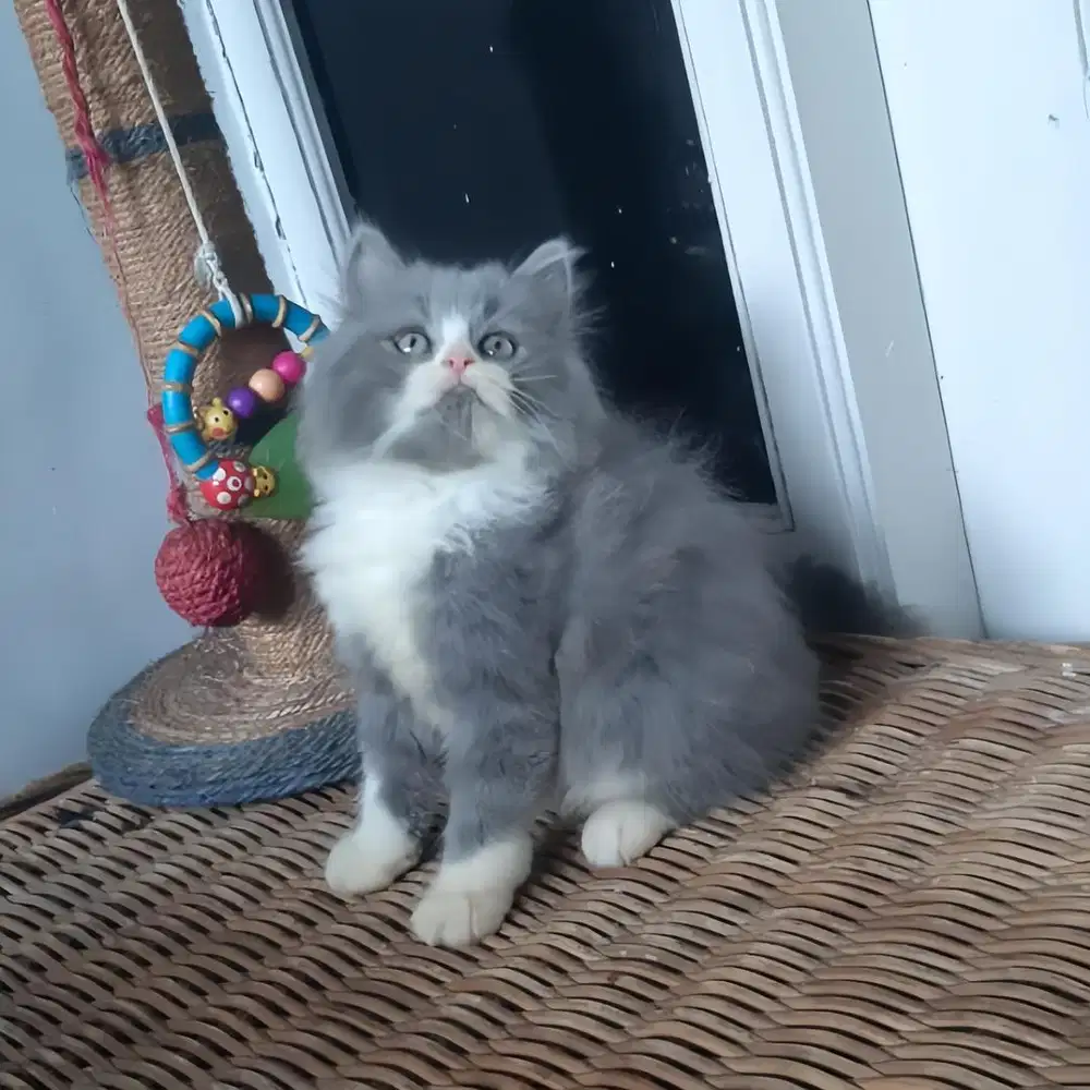 Kitten Persia Jantan 2