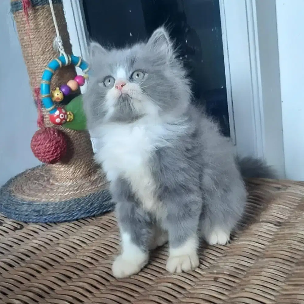 Kucing Persia Jantan 2