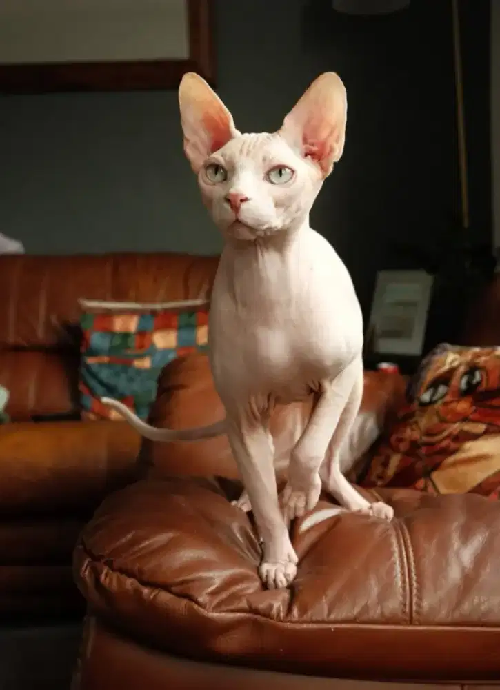 Sphynx White Solid Male Line Ped