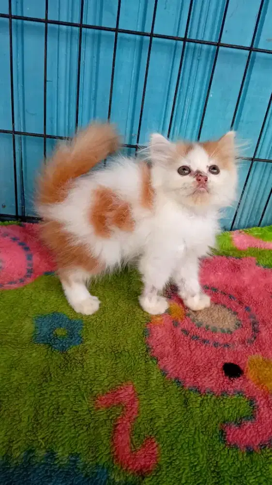 Kitten persia medium
