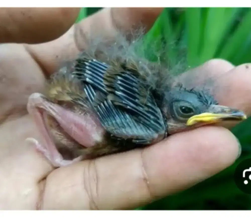 Anakan burung planduk semak