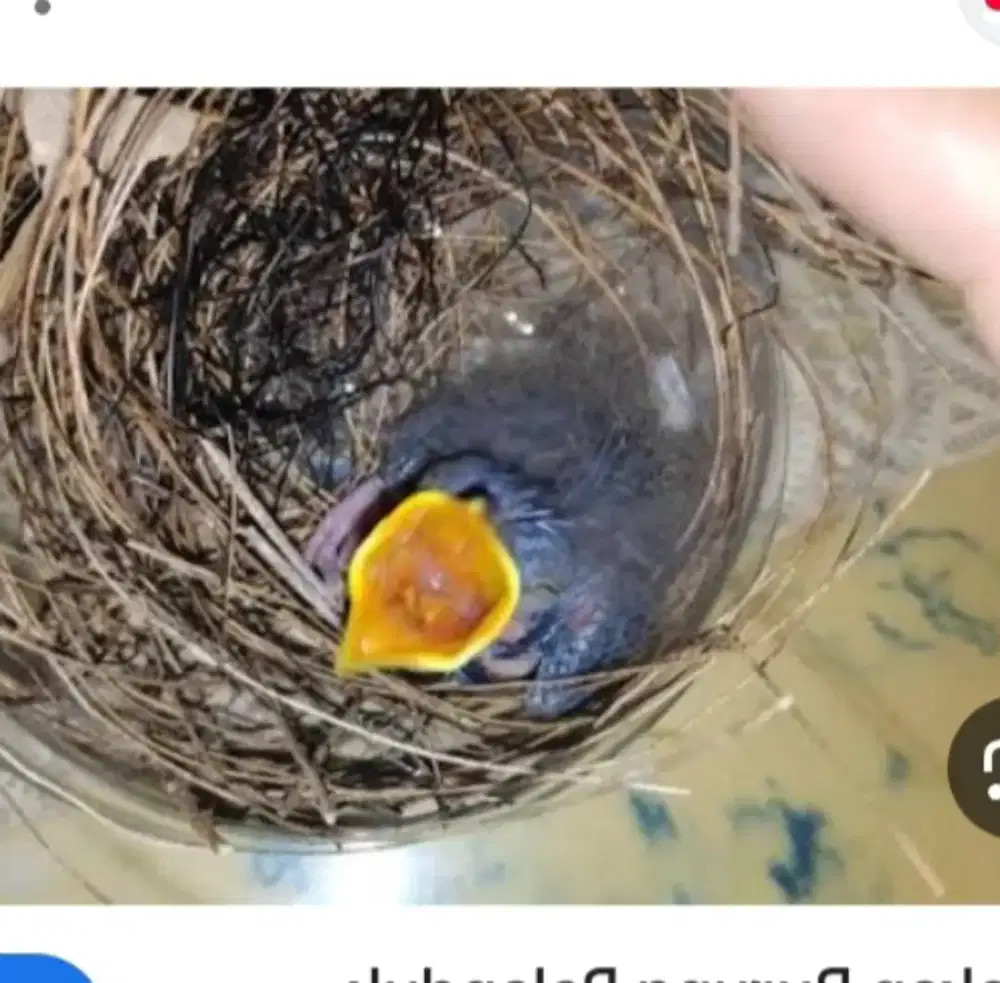 Lolohan planduk semak