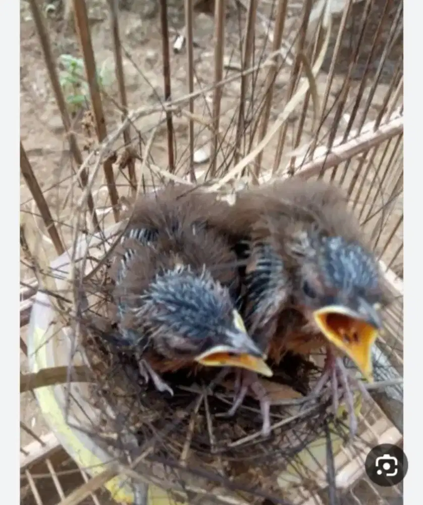 Anakan planduk semak