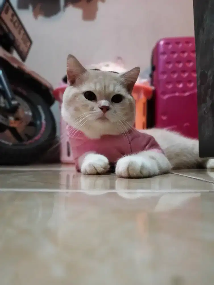 LA Persia exotic usia 1 thn