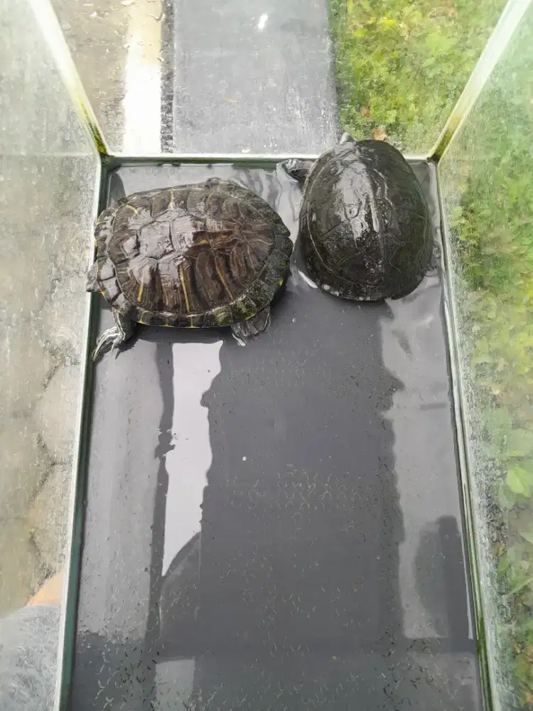 KURA KURA & AKUARIUM