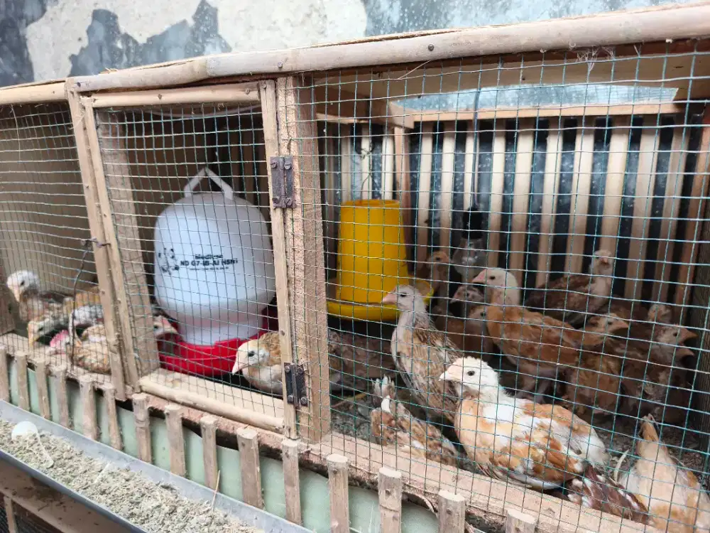 Ayam Petelur Elba umur 1bln