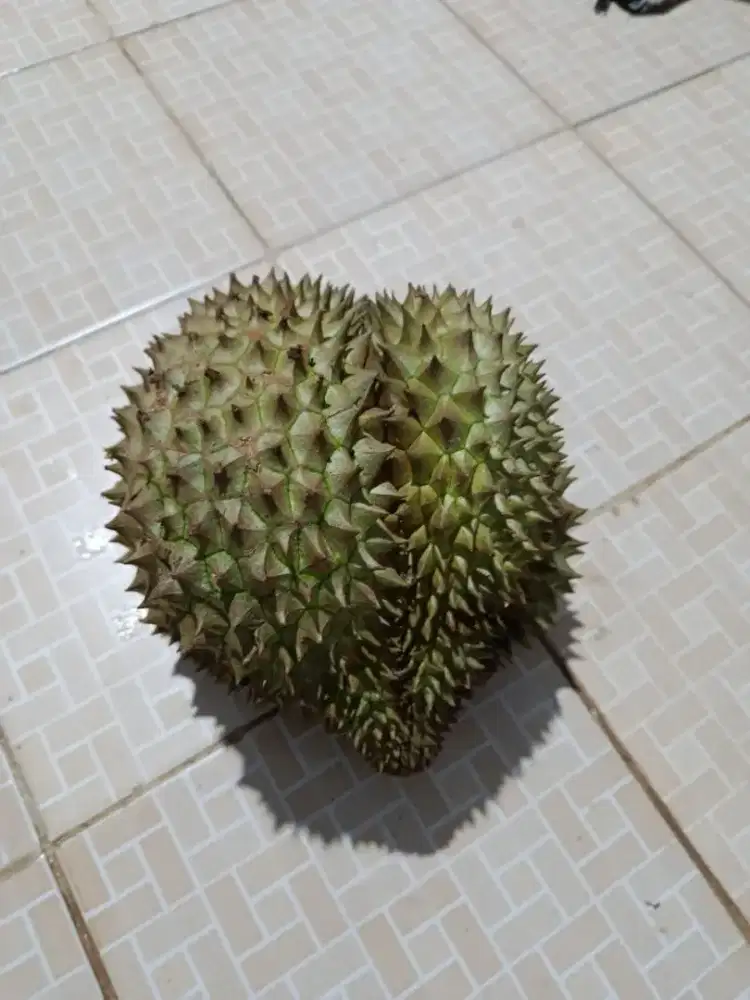 Jual Durian 4 Varitas dari Kebun sendiri di Banyuwangi