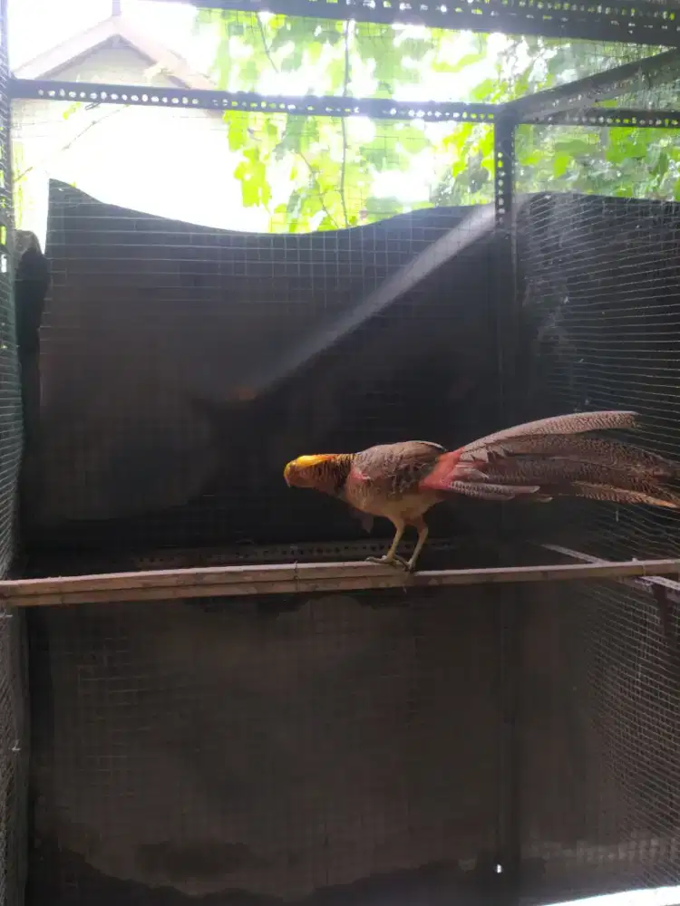 Sepasang ayam hias golden pheasant atau ayam hutan tibet