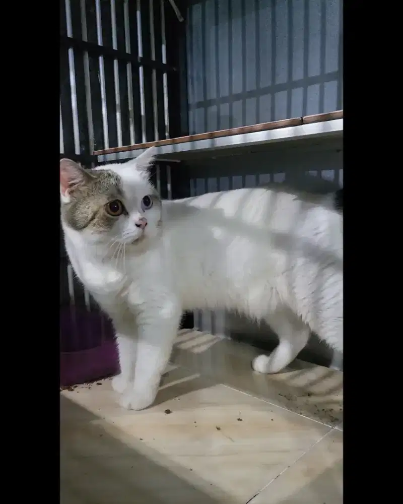 British shorthair OODEYES,Jantan