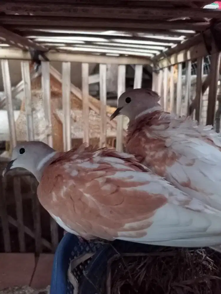 Induk Puter Mutiara Jambul