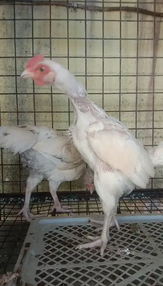 Sepasang Ayam Pelung Putih