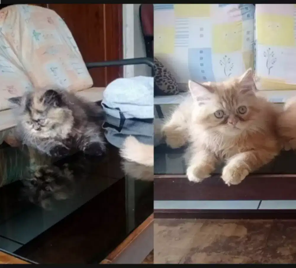 LA Kitten Persia 3 bln