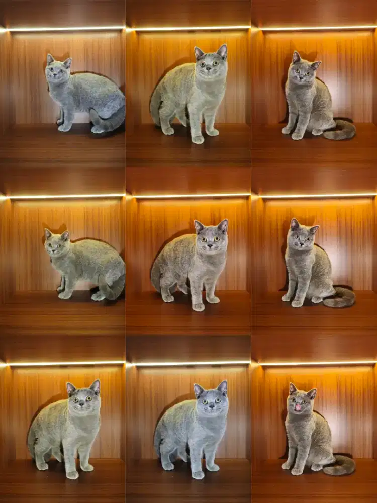 kucing kitten British shorthair