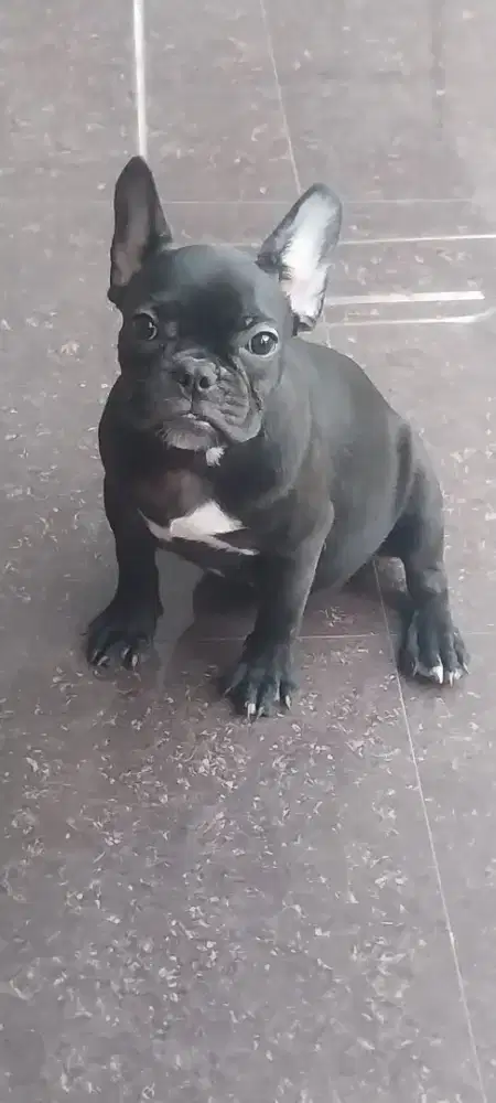MINI FRENCHIE UMUR 2 BULAN BETINA 2 EKOR
