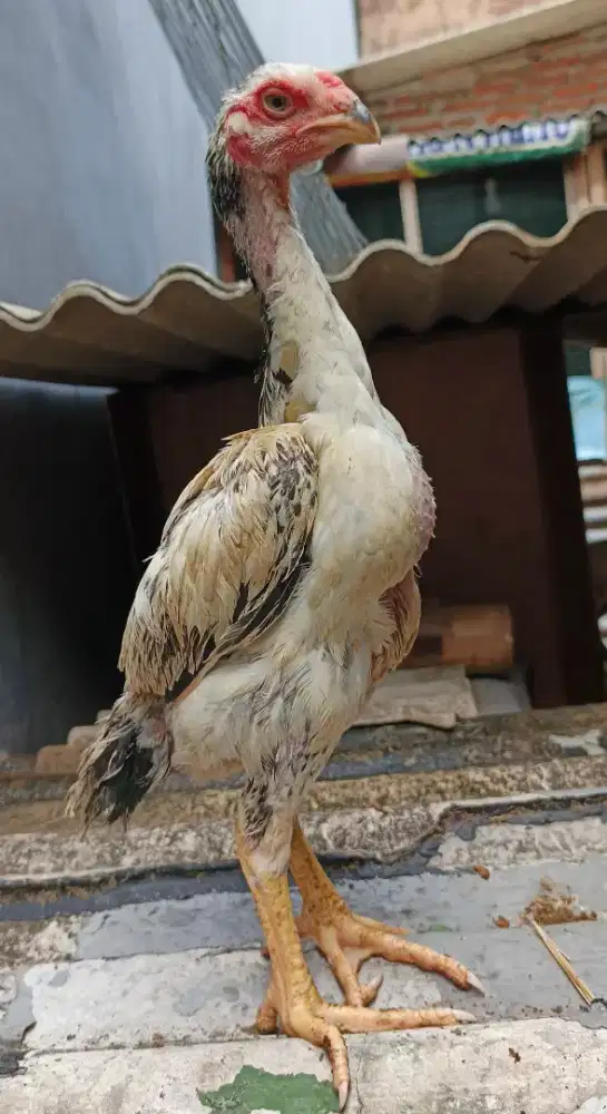Anakan ayam shamo Eropa jantan 3c cerah