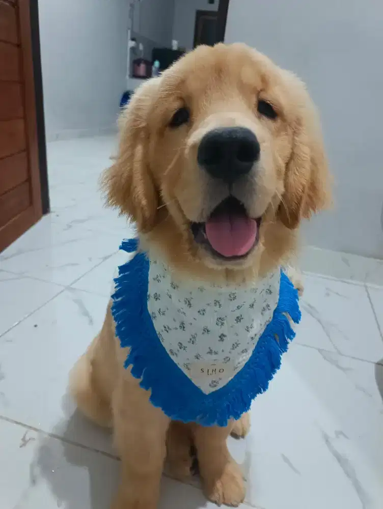 Best Quality Female Golden Retriever