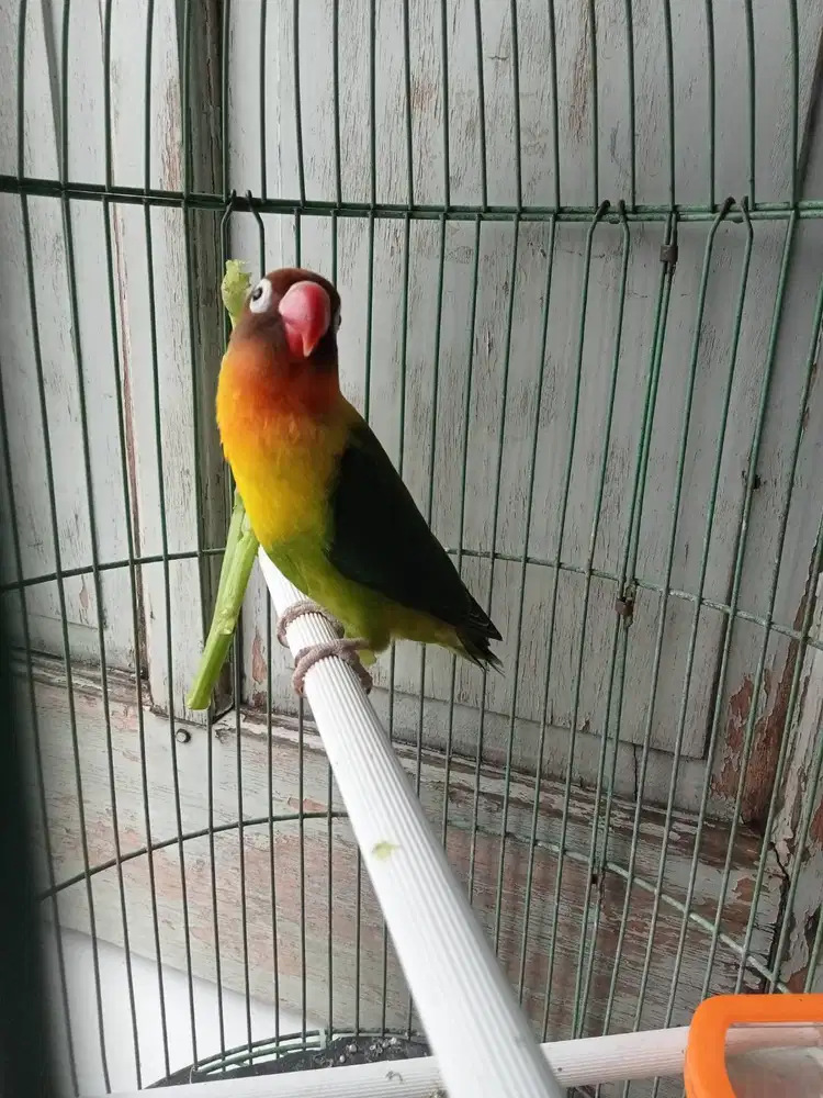 Burung Lovebird