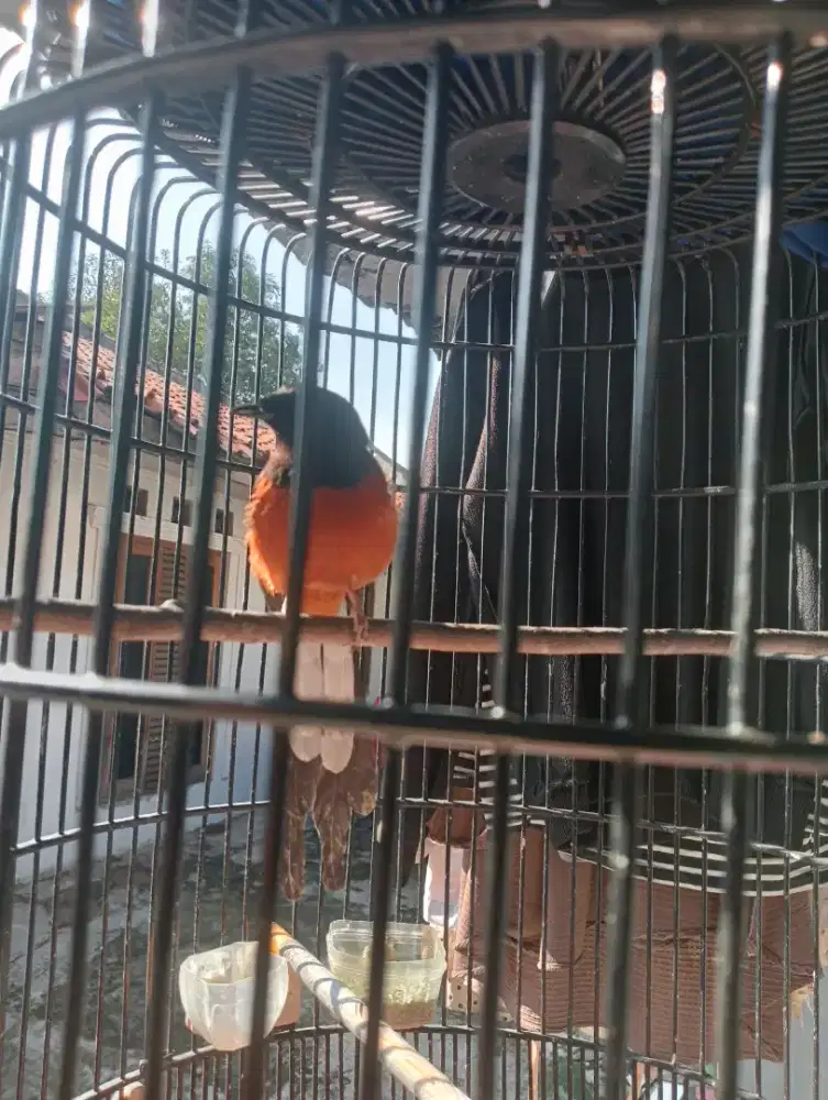 BURUNG MURAI MEDAN