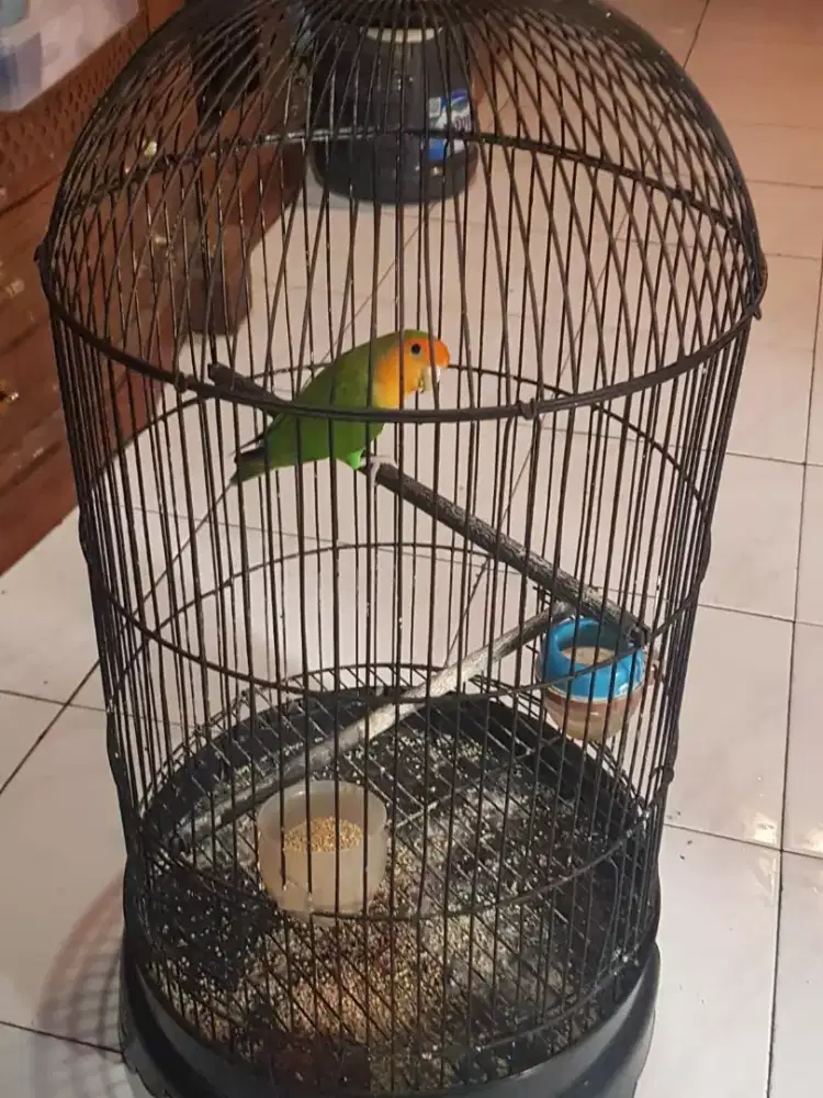 lovebird holand polset