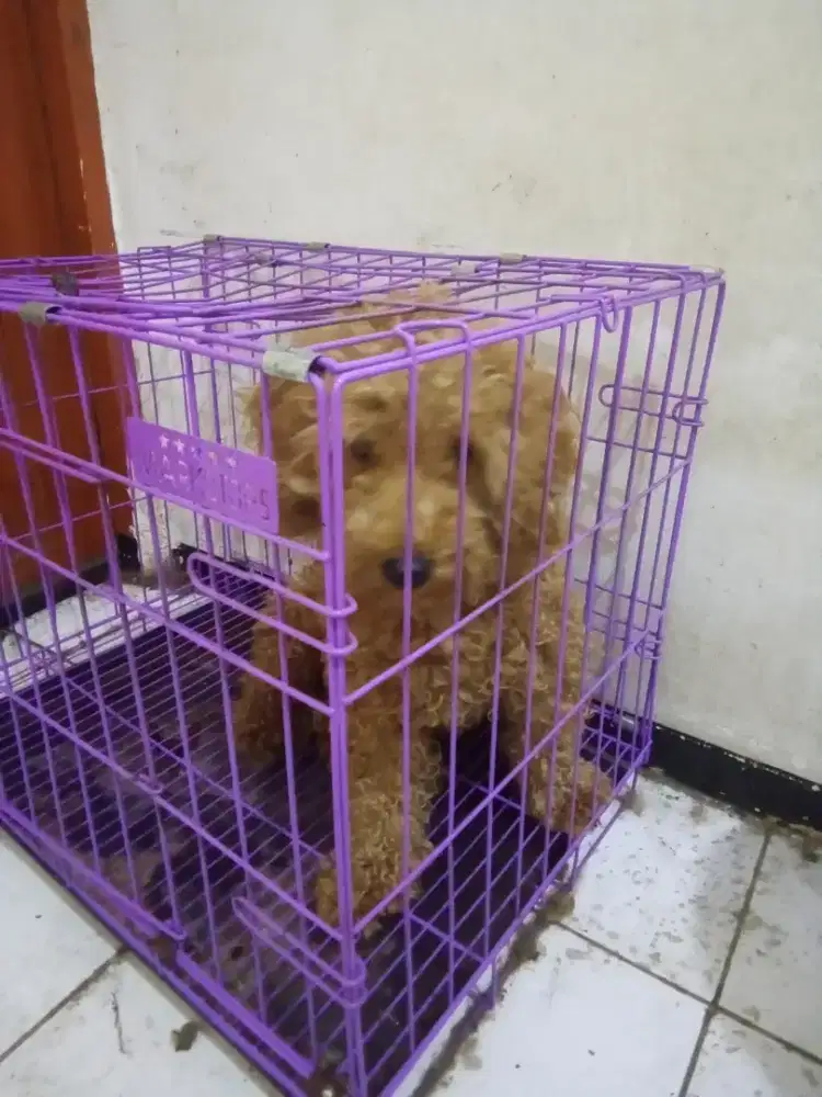 MINI POODLE JANTAN STAMBOOM