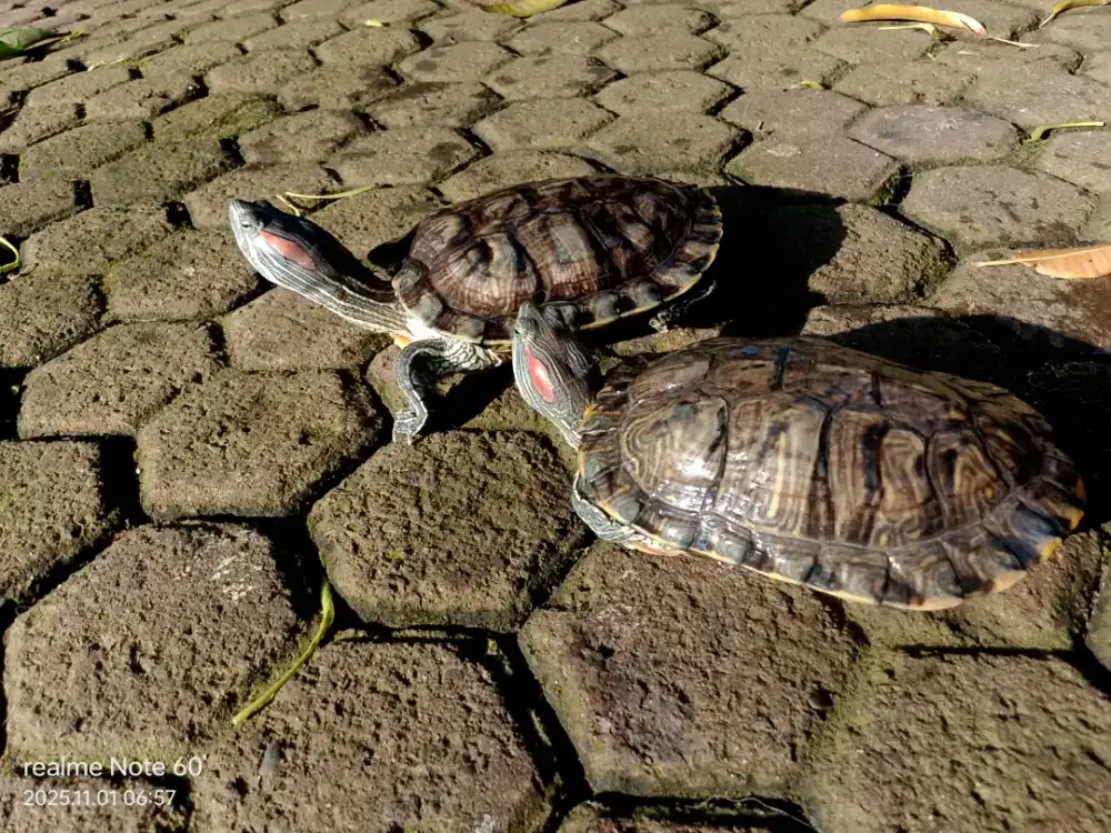 Red-Eared Slider (KURA-KURA BRAZIL)