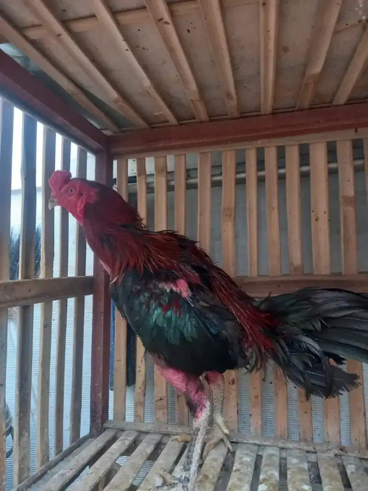 Jual ayam bangkok dan anak ayam kub petelur di borong