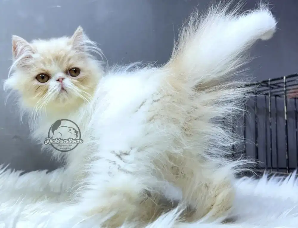 Kucing Persian Peaknose