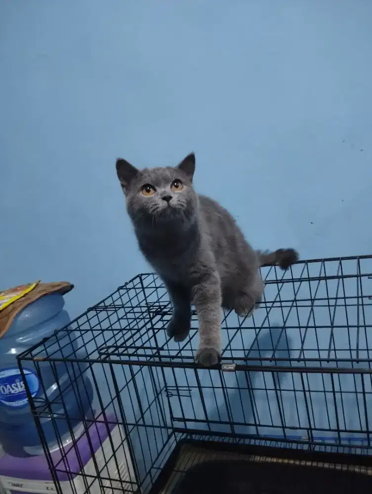 kucing kitten british shorthair betina 100% pure