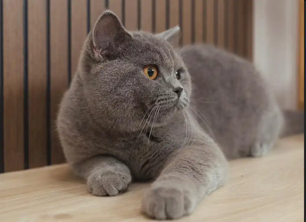 BSH BLUE SOLID PURE BSH