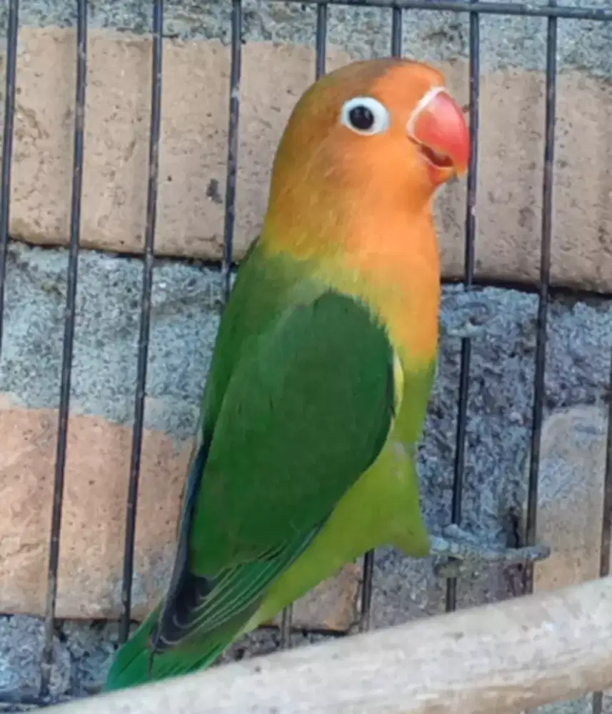 Seekor lovebird cantik