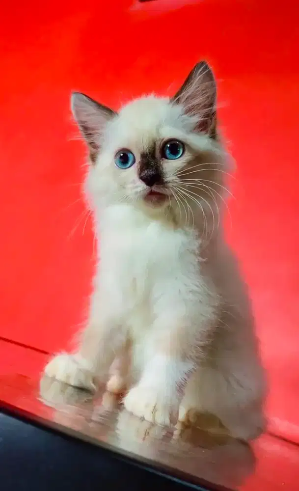 Kitten Himalaya mix Ragdol
