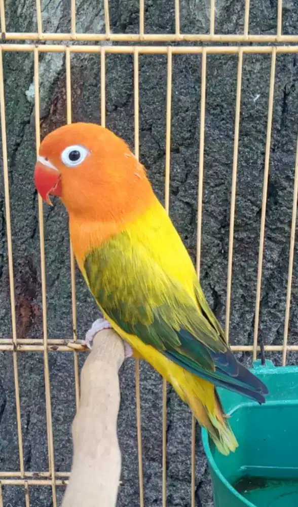 Lovebird jantan duda