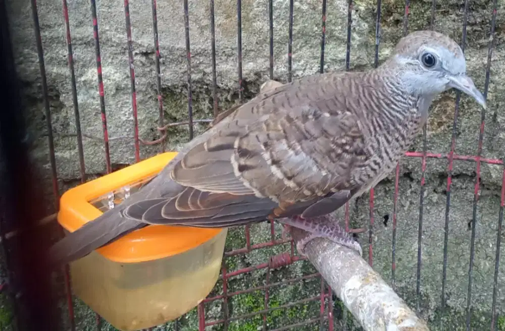 Seekor perkutut dr loloh