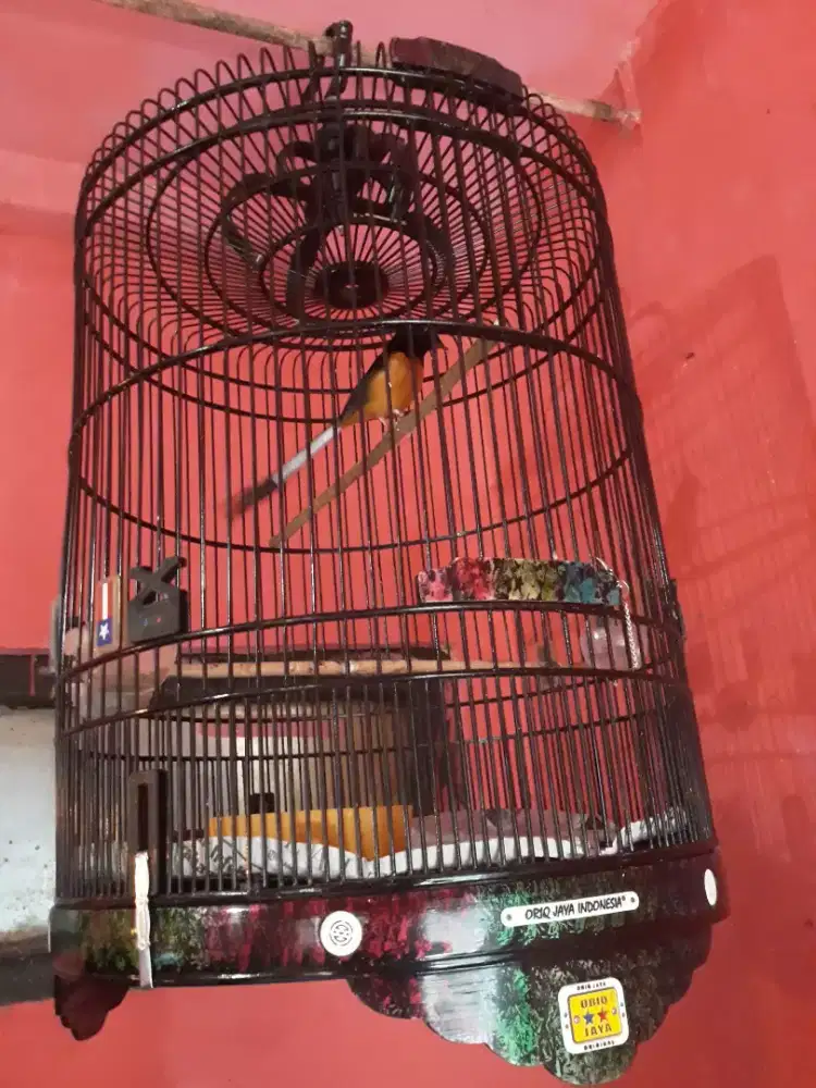 muray gacor ring isian mantan lapang