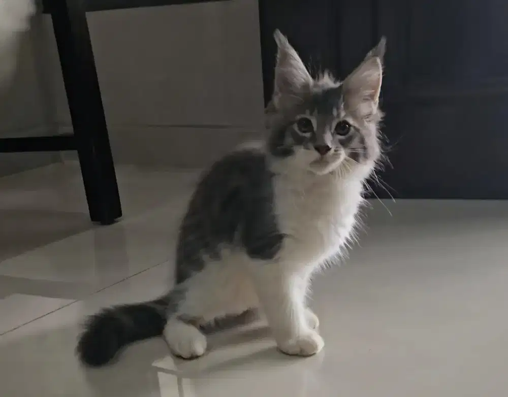Mainecoon Kitten Jantan NonPed