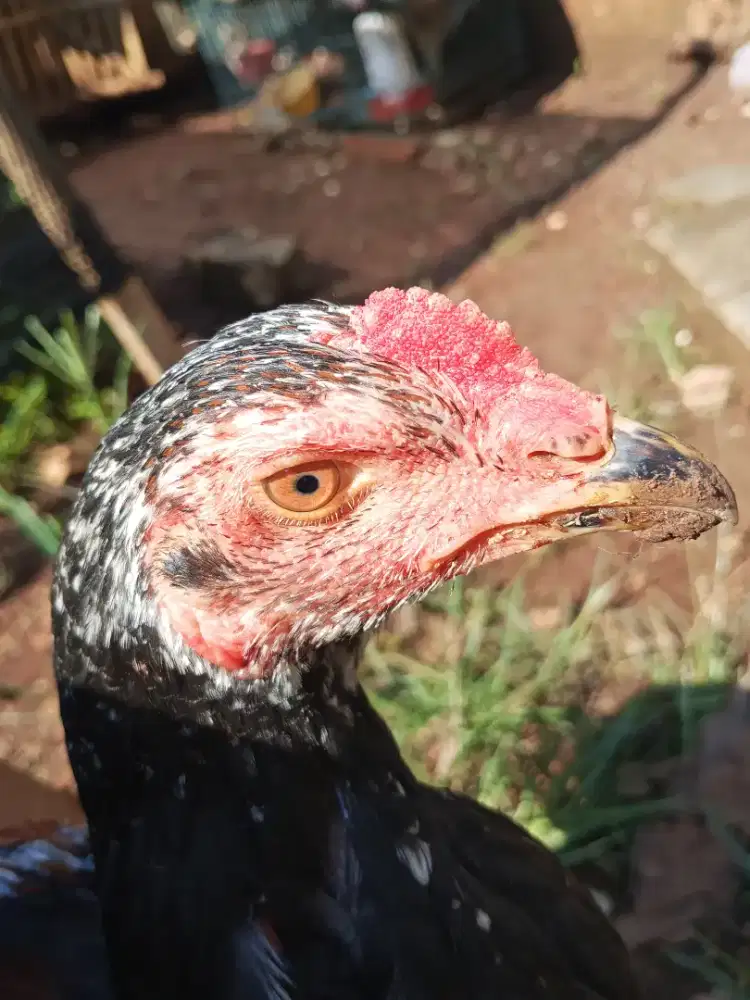 Ayam Bangkok selatan sisik ubet