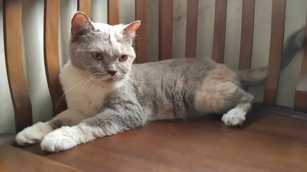 Bsh lilac tortie proven