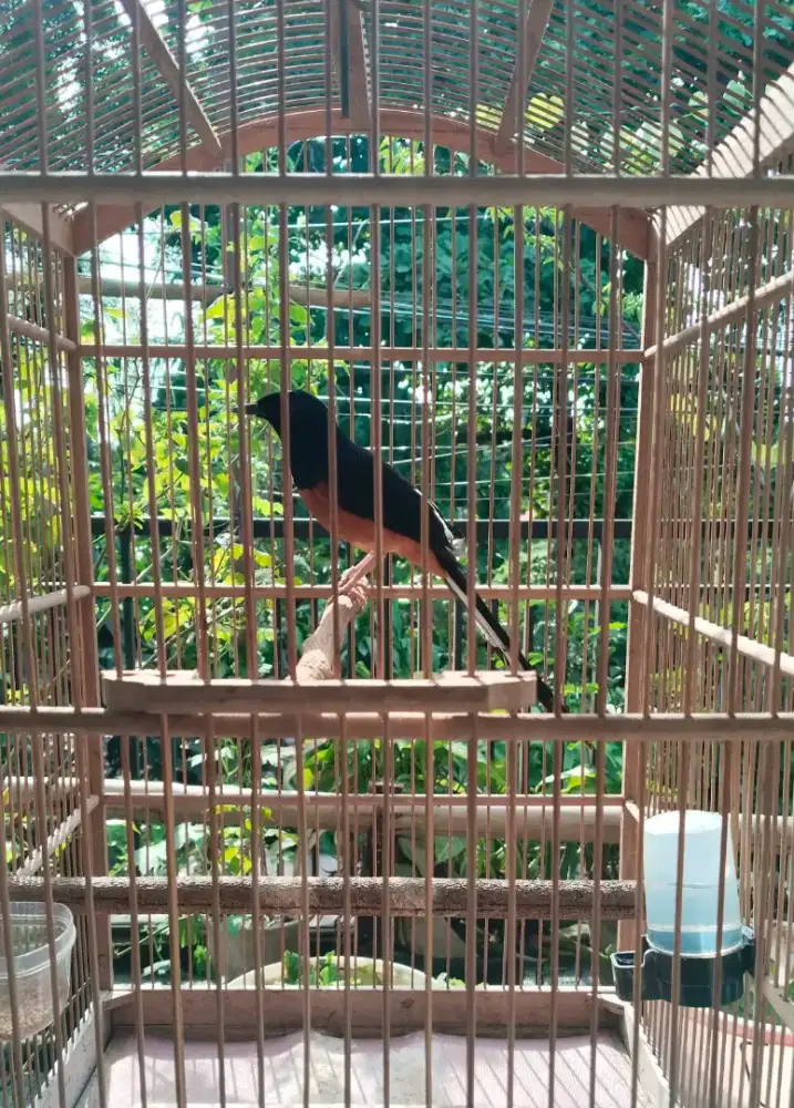 Burung Murai Batu